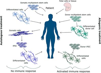 Frontiers | Non-immunogenic Induced Pluripotent Stem Cells, A Promising ...